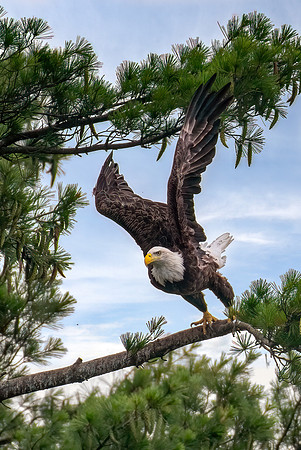Tim Abraham Eagle Round Lake New Auburn, WI