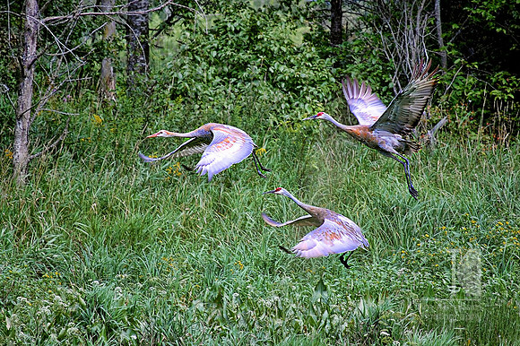 Photo-a-Day. Day 80. Turns out that you can't sneak up on cranes...(August 2009)