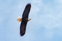 DSC_8930-Edit