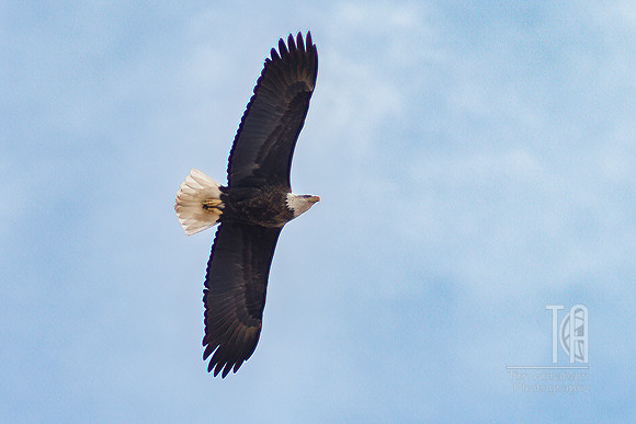 DSC_8930-Edit