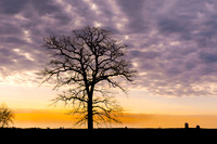 Tim Abraham Standing Tall 4Trees