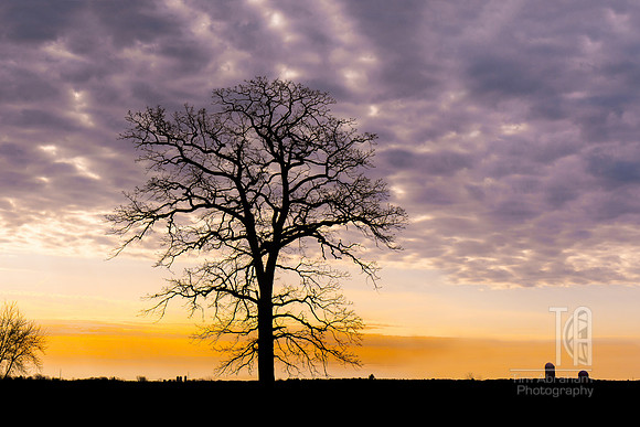 Tim Abraham Standing Tall 4Trees