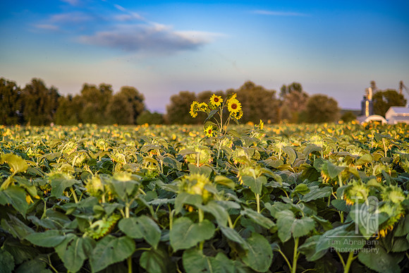 TLA_6373-Edit-2