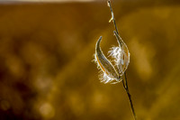 DSC_5587-Edit