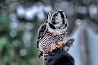 Northern Hawk Owl - Photos not for sale