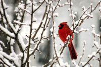 winter