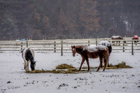 DSC_5259-Edit