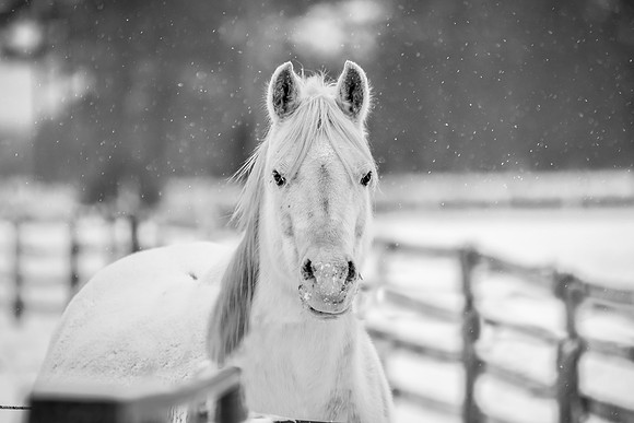 DSC_5342-Edit-Edit-2