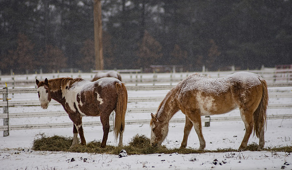 fb-DSC_5268
