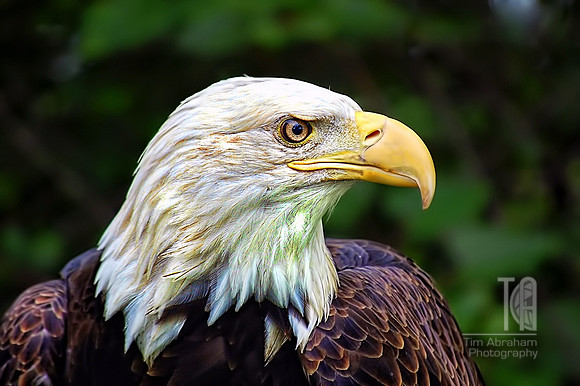 Photo-a-Day. Day 10. Regal Eagle. 2010