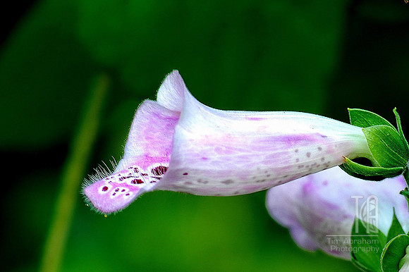 Photo-a-Day. Day 26. Pretty, but deadly. (September 2009)