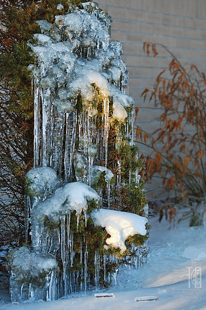 Day 22. Tough to be a shrub underneath a dripping roofline this time of year.