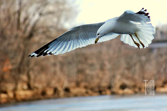 Day 25. Not a big Seagull fan, but they are kinda pretty.
