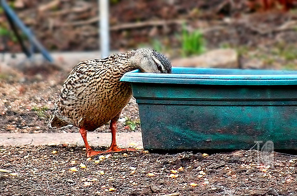 Day 42. Whatcha got in here....