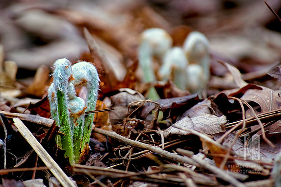 Day 50. It's official...Spring has sprung.