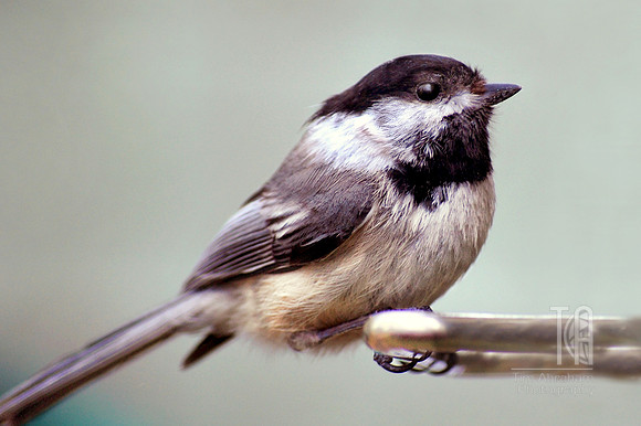 Day 55. A little Chickadee in my backyard.
