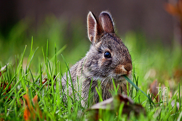 Day 57. The baby bunnies made an appearance.