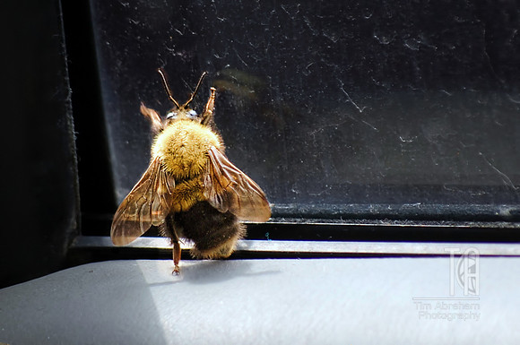 Day 58. Was in the car and heard a buzzing.  Biggest bee I've ever seen. Pulled over and shot him. (then I opened the window) And apparently I need to wash those windows!