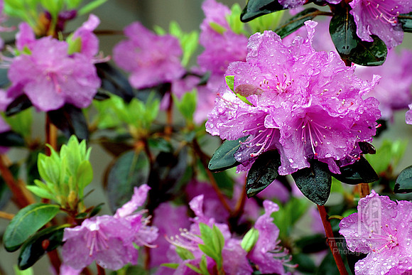 Day 64. Irrefutable proof that April showers do bring May flowers.