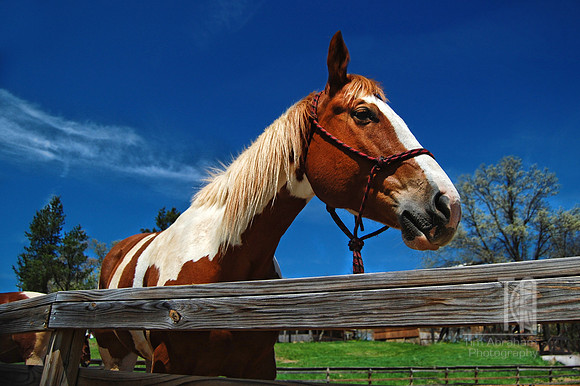 Day 68. I cleverly titled this one, 'Horse.'