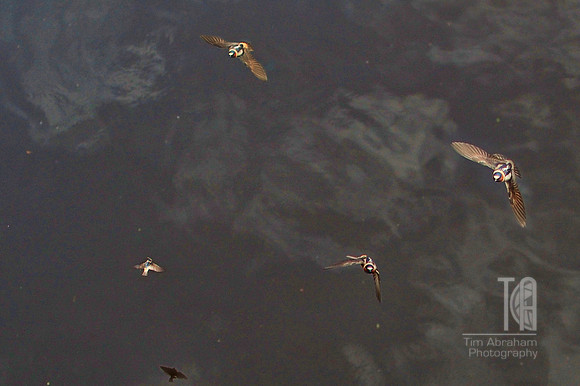 Day 77. Looking down on the swallows that nest below the Barstow Street bridge.