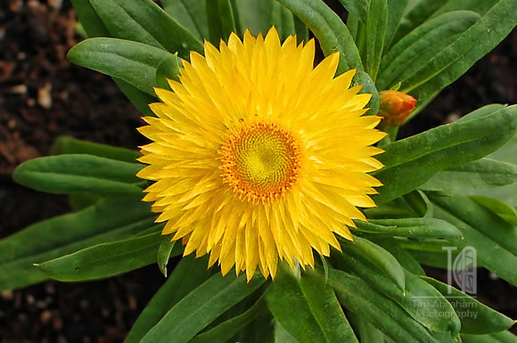 Day 85. Well, we've killed every other flower we've put out front. Let's try a Bracteantha this year.