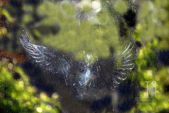 Day 89. And then the bird said, "Whoa, who in the hell put this window here?"  Looking out our front window in the late afternoon sun.
