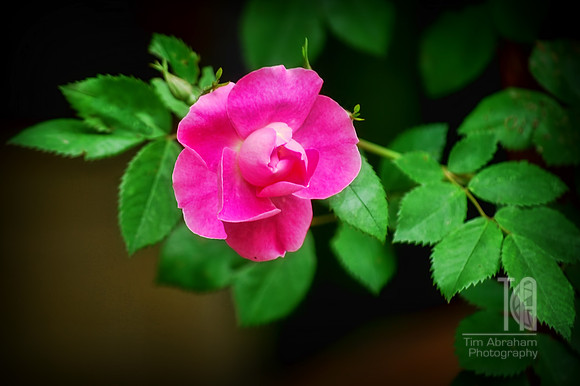 Day 96.  A rose, by any other name...