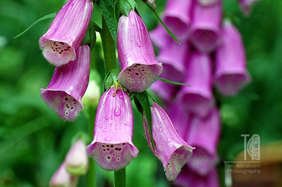 Day 100! A flurry of Foxgloves.