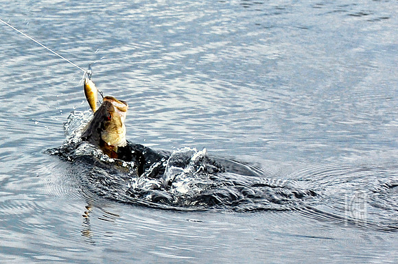 Day 104.  A VERY fresh Small Mouth Bass that was soon to be supper. BWCAW