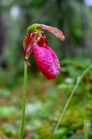Day 106. A rather rare find:  The wild orchid, Pink Lady's Slipper.  (BWCAW)