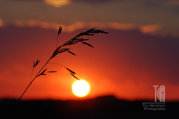 Day 113. Remember, back in January, when we dreamed of evenings like this?
