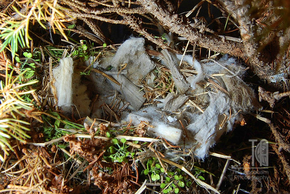 Day 127. Thanks to the smokers at work, this bird's nest is nice, cushy and comfy..