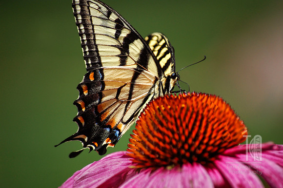 Day 141. "have you ever seen a horse fly?"  "what about butter fly...?"