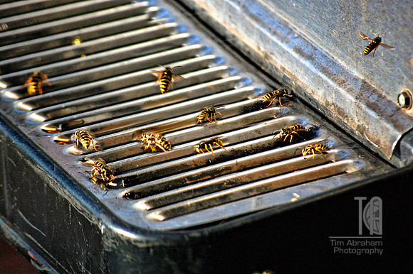 Day 148. Bee very careful at the pop machine on the Express Fan Deck...