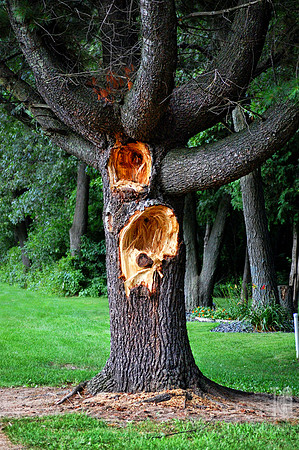 Day 153. Is this the real "Giving Tree?"  Or is it just old and crap is falling off...