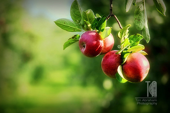 Day 173. Love this time of year...