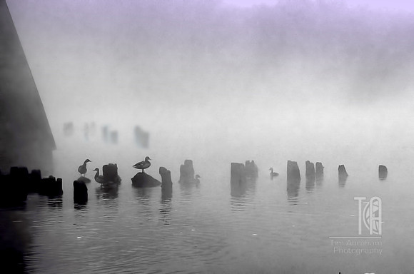 Day 181. Where the tough ducks hang out.