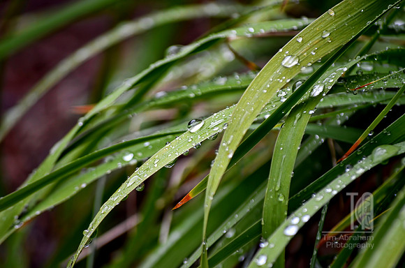 Day 194. It rained!  I think I heard a sigh of relief from the hedge.