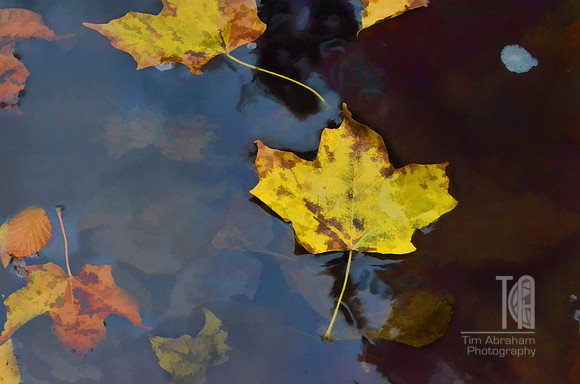 Day 192. There's always a certain serenity in the changing of the seasons.