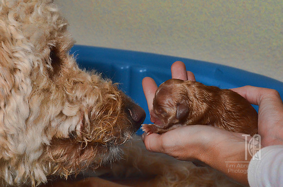 Day 195. Maggie, meet number 7.