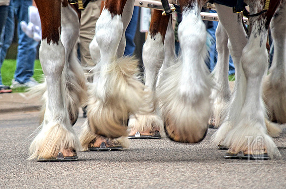 Day 201.  You think the Bud Clydesdales are pampered a bit?