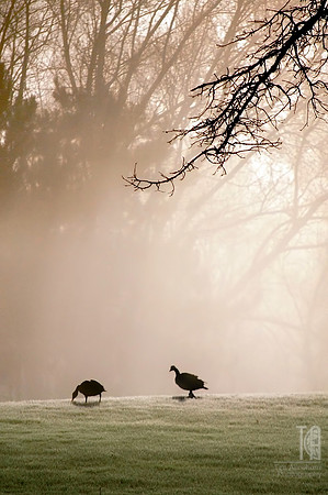 Day 52. Foggy morning by the river.