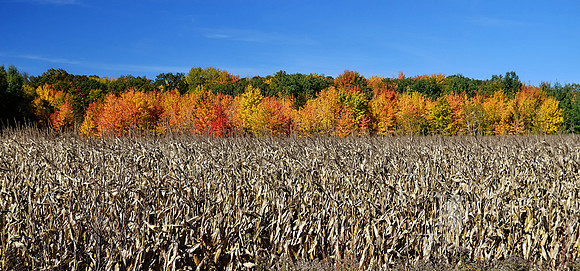 Day 207. Contrasts in the way nature ends a growing season. Trees win.