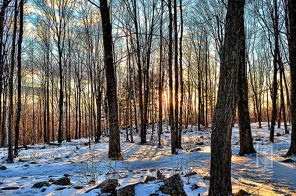Day 293. Sunset stroll in the woods.