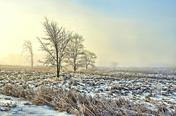 Day 333. Frosty Fog