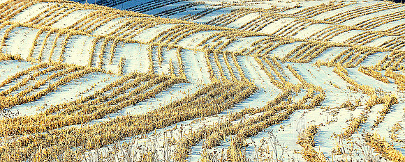 Day 336. Amber waves of.....frozen stubble.