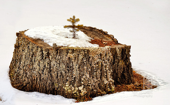 Day 356 (10 to go...) Who says there's no life after death?  Or is this perhaps reincarnation?
