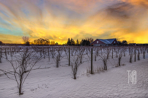 Fresh Frozen on the Vine - Tim Abraham