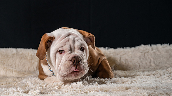 TZ6_5999